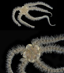 Ophiothrix (Ophiothrix) sp. "26"