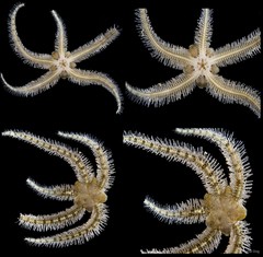 Ophiothrix (Ophiothrix) sp. "27"