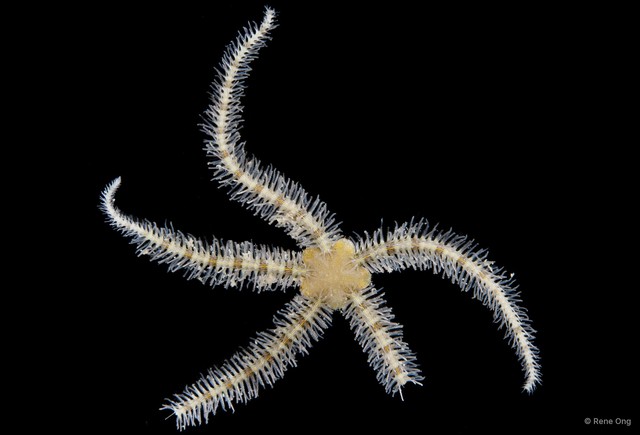 Ophiothrix (Ophiothrix) sp. "28" • © Rene Ong • All Rights Reserved