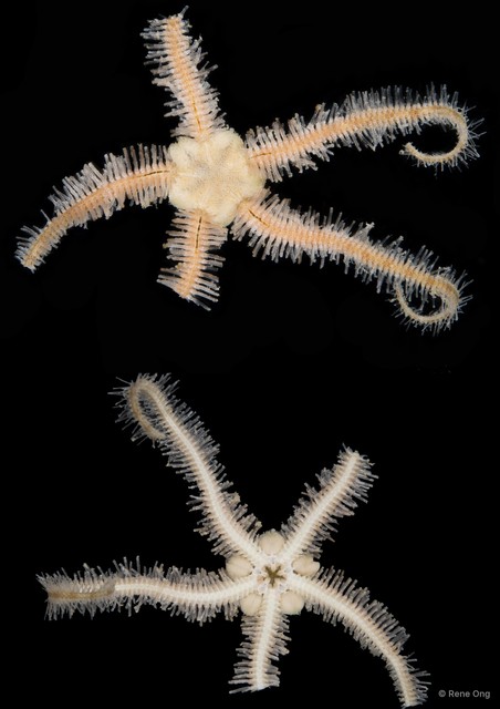 Ophiothrix (Ophiothrix) sp. "3" • © Rene Ong • All Rights Reserved