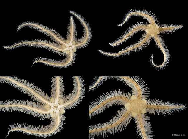 Ophiothrix (Ophiothrix) sp. "6" • © Rene Ong • All Rights Reserved