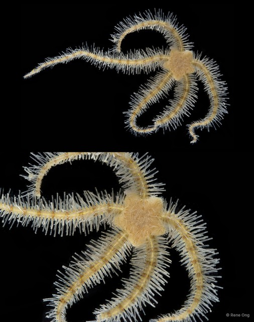 Ophiothrix (Ophiothrix) sp. "7" • © Rene Ong • All Rights Reserved