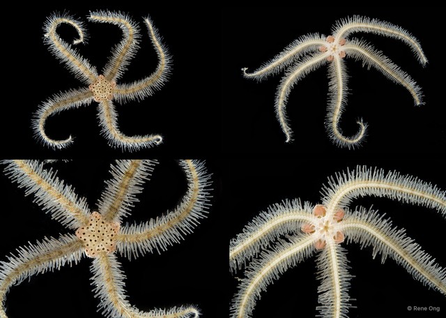 Ophiothrix (Ophiothrix) sp. "8" • © Rene Ong • All Rights Reserved