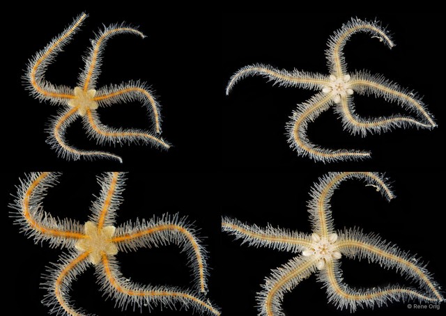 Ophiothrix (Ophiothrix) sp. "9" • © Rene Ong • All Rights Reserved