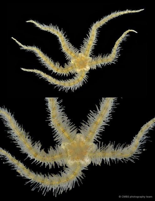 Ophiothrix (Ophiothrix) ciliaris • © CMBS photography team • All Rights Reserved