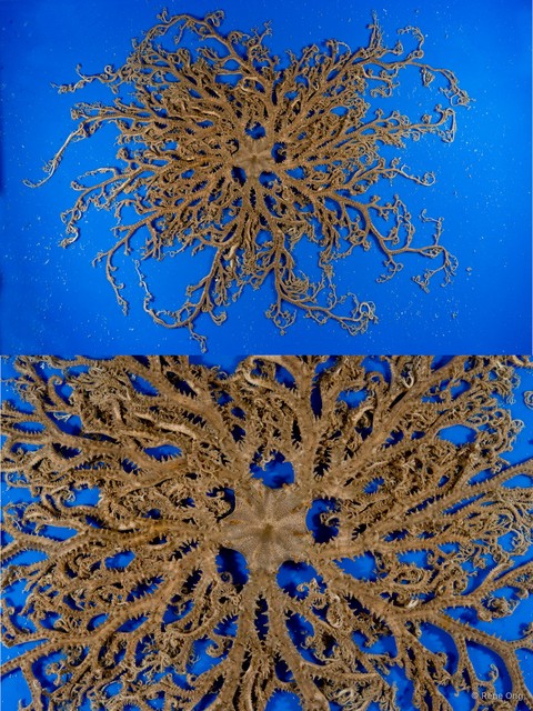 Euryale sp. "cf. aspera"