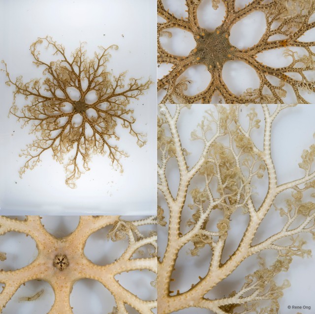 Euryale sp. "cf. aspera"