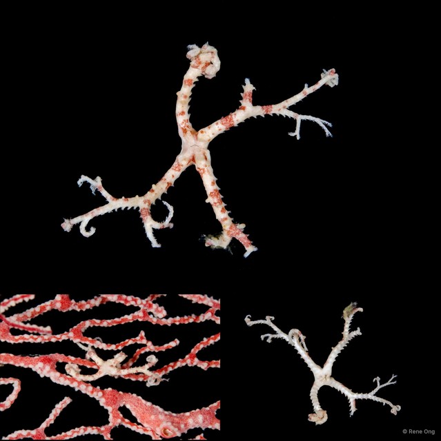 Euryale sp. "cf. aspera"