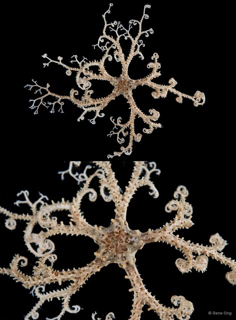 Euryale sp. "cf. aspera"