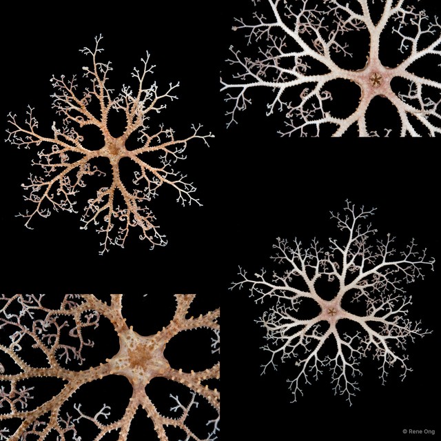 Euryale sp. "cf. aspera"