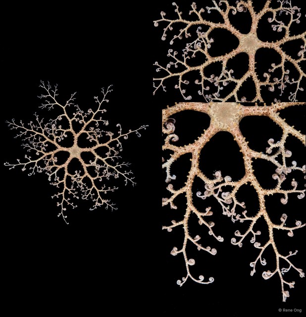 Euryale sp. "cf. aspera"