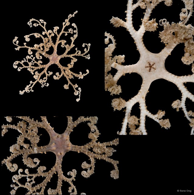 Euryale sp. "cf. aspera"