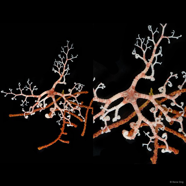 Euryale sp. "cf. aspera"