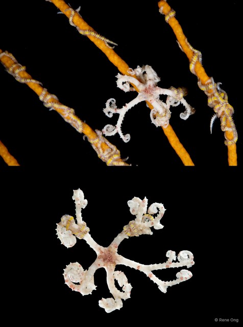 Euryale sp. "cf. aspera"