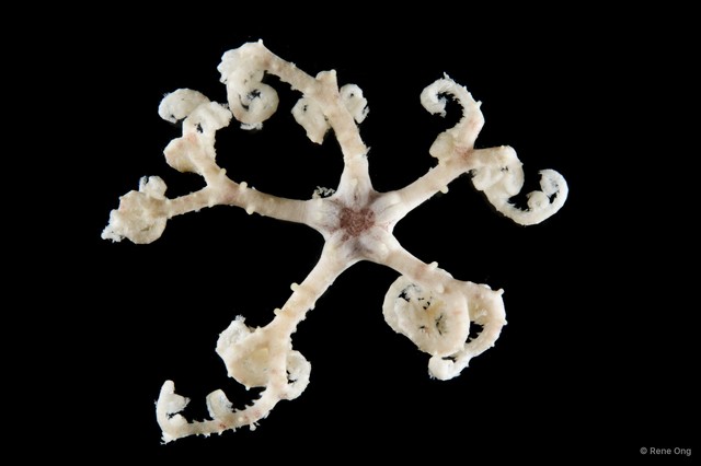 Euryale sp. "cf. aspera"
