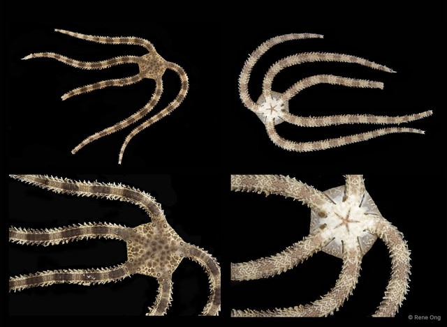Ophiodermatidae sp. "SEA-2264" • © Rene Ong • All Rights Reserved