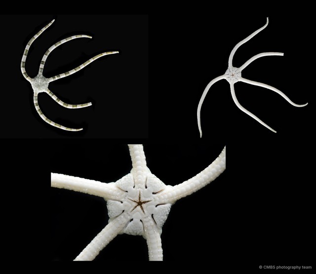 Ophiarachnella gorgonia • © CMBS photography team • All Rights Reserved