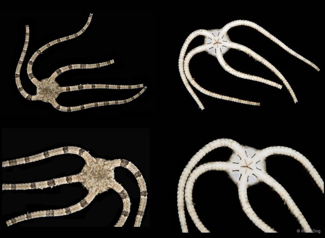 Ophiodyscrita sp. "cf. instrata"