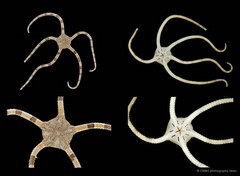 Ophiodyscrita sp. "cf. instrata" • © CMBS photography team • All Rights Reserved