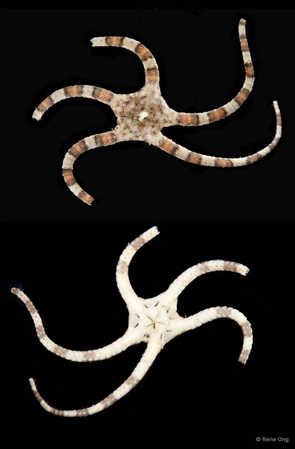 Ophiodyscrita sp. "SEA-9566" • © Rene Ong • All Rights Reserved