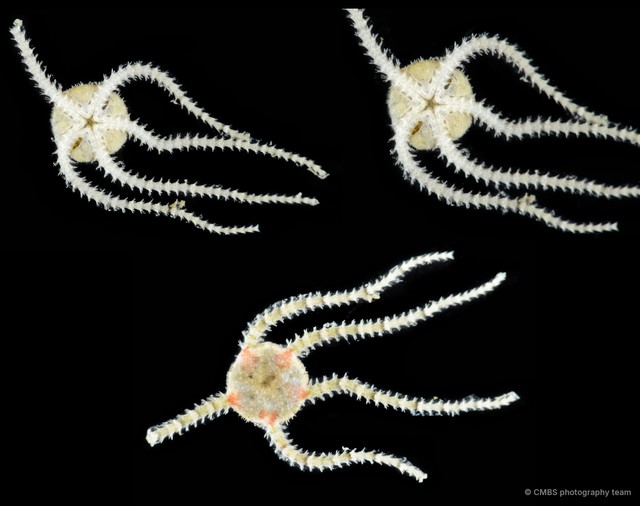 Ophioconis permixta • © CMBS photography team • All Rights Reserved