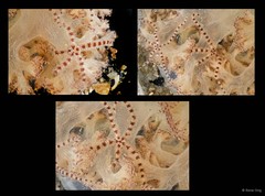 Ophiurida sp. "SEA-4412" • © Rene Ong • All Rights Reserved