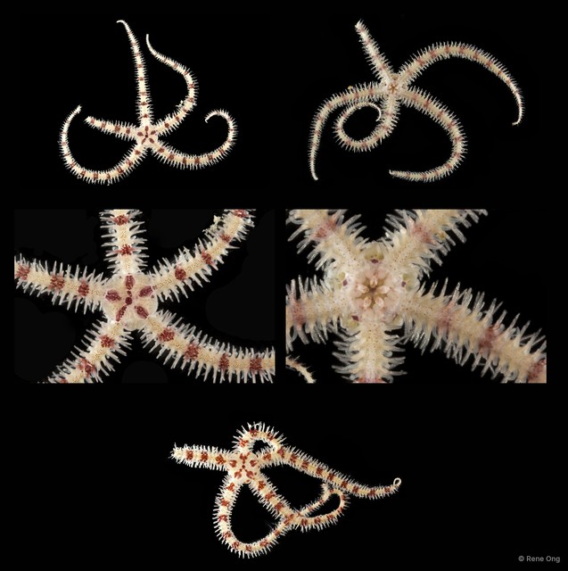 Ophiurida sp. "SEA-4412" • © Rene Ong • All Rights Reserved