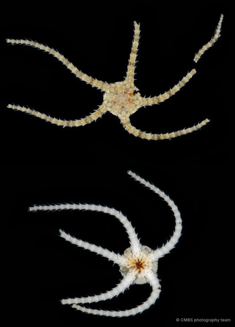 Ophiura kinbergi • © CMBS photography team • All Rights Reserved