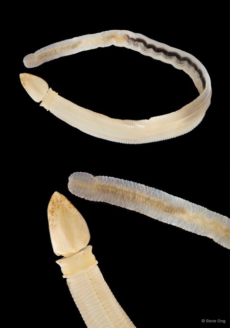 Enteropneusta sp. "Acorn worm 1" • © Rene Ong • All Rights Reserved