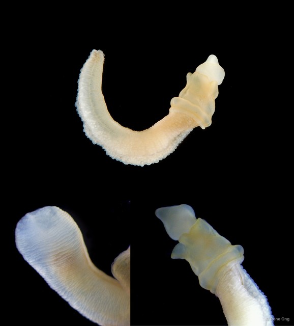 Enteropneusta sp. "Acorn worm 2" • © Rene Ong • All Rights Reserved