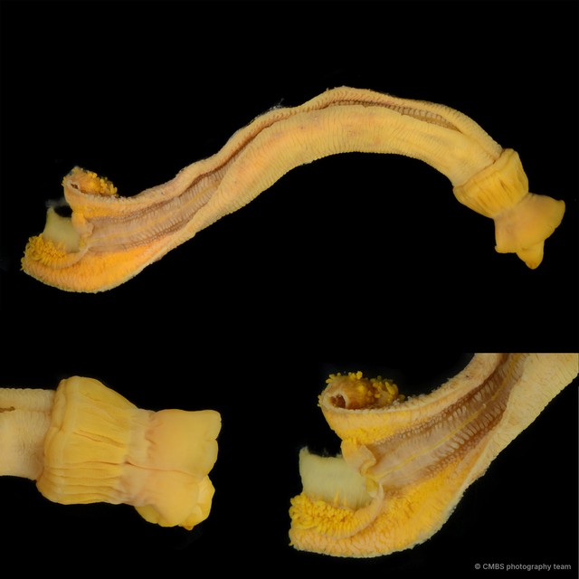 Enteropneusta sp. "Acorn worm 3" • © CMBS photography team • All Rights Reserved