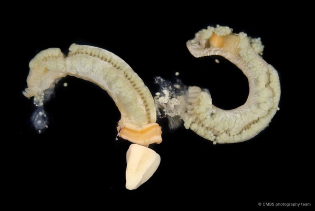 Enteropneusta sp. "Acorn worm JS-0560" • © CMBS photography team • All Rights Reserved
