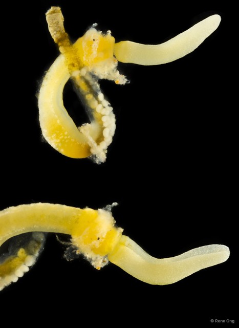 Enteropneusta sp. "Acorn worm SEA-3020" • © Rene Ong • All Rights Reserved