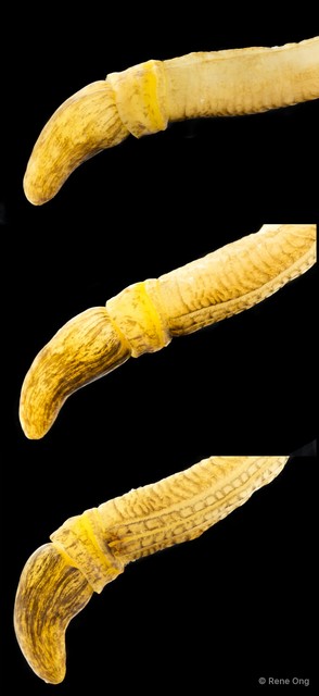 Enteropneusta sp. "Acorn worm SEA-4049" • © Rene Ong • All Rights Reserved