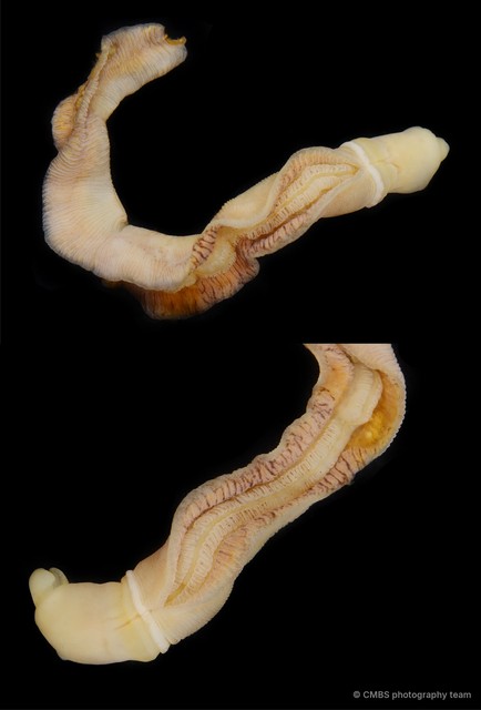 Ptychoderidae sp. "cf. Balanoglossus" • © CMBS photography team • All Rights Reserved