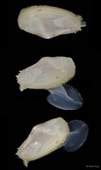 Bivalvia sp. "Bivalve 11"