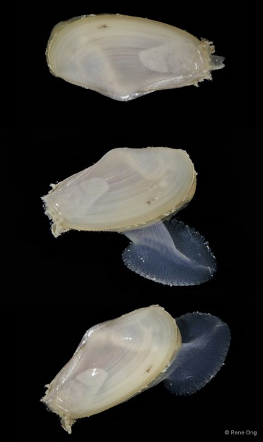 Bivalvia sp. "Bivalve 11" • © Rene Ong • All Rights Reserved