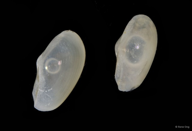 Bivalvia sp. "Bivalve 12" • © Rene Ong • All Rights Reserved