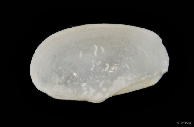 Bivalvia sp. "Bivalve 14" • © Rene Ong • All Rights Reserved