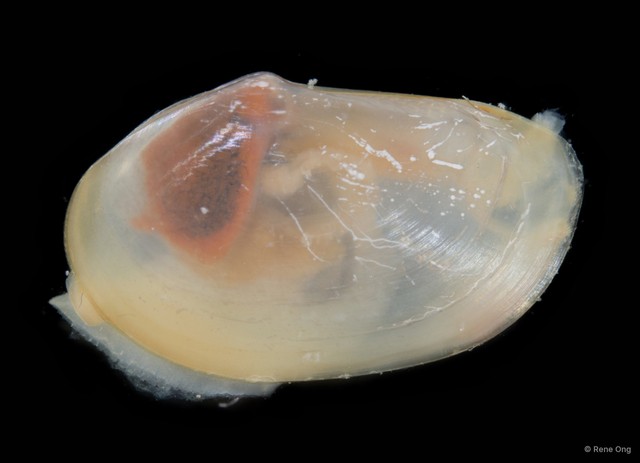 Bivalvia sp. "Bivalve 24" • © Rene Ong • All Rights Reserved