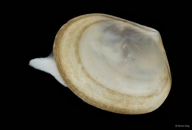 Bivalvia sp. "Bivalve 31" • © Rene Ong • All Rights Reserved