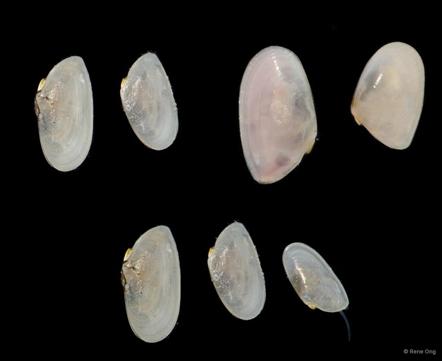 Bivalvia sp. "Bivalve 34" • © Rene Ong • All Rights Reserved
