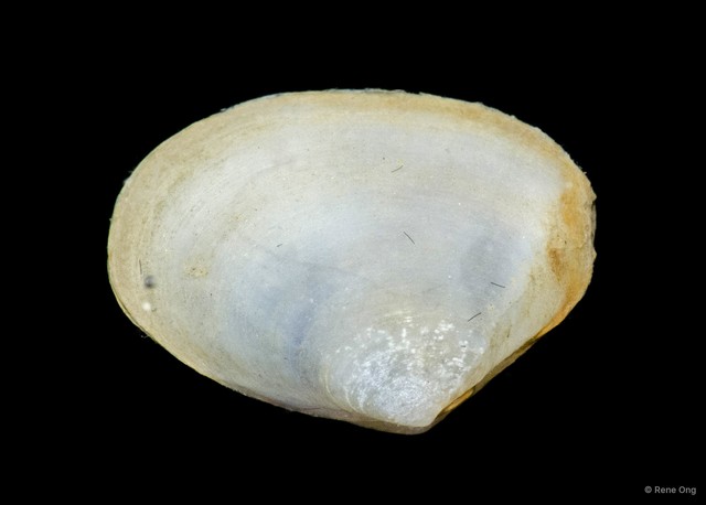 Bivalvia sp. "Bivalve 37" • © Rene Ong • All Rights Reserved