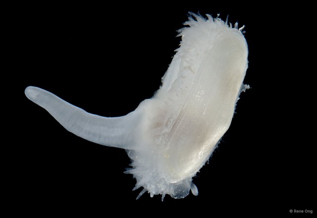Bivalvia sp. "Bivalve 6" • © Rene Ong • All Rights Reserved