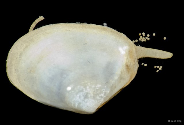 Bivalvia sp. "Clam 10" • © Rene Ong • All Rights Reserved