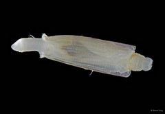 Bivalvia sp. "Razor clam 11"