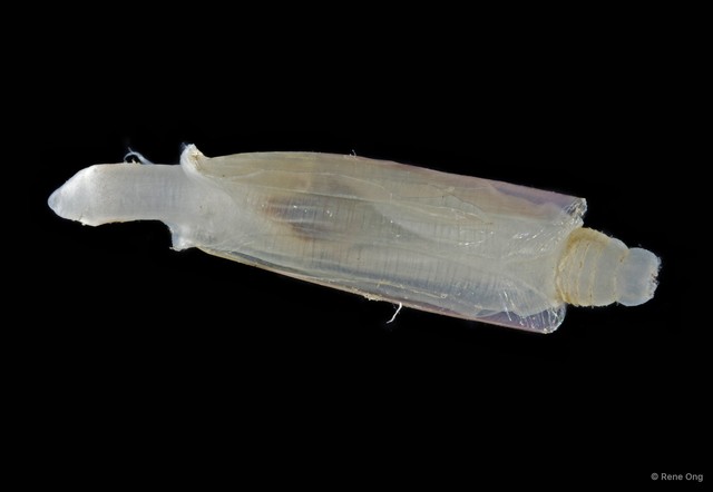 Bivalvia sp. "Razor clam 11" • © Rene Ong • All Rights Reserved