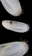 Pharidae sp. "bd1d164c"