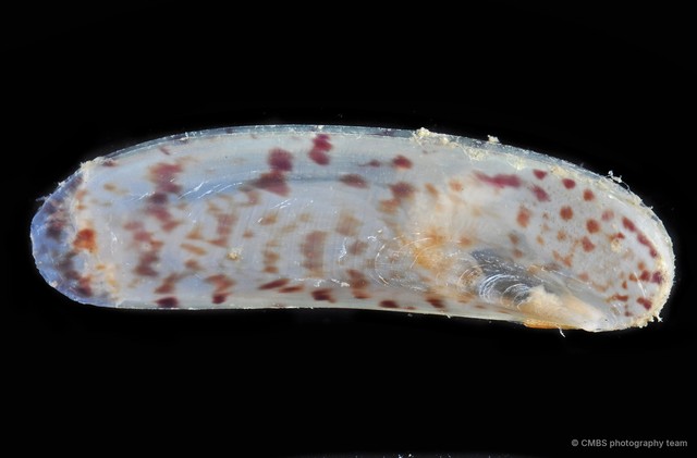 Pharidae sp. "e24c929c" • © CMBS photography team • All Rights Reserved