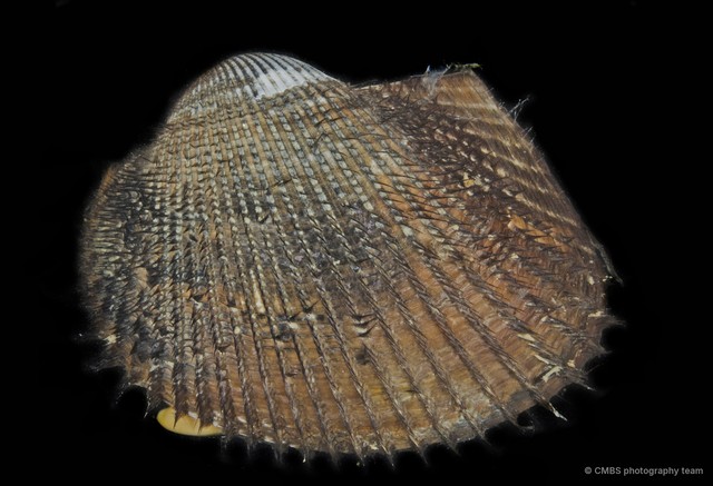 Arcidae sp. "1" • © CMBS photography team • All Rights Reserved
